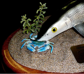 14" Bonefish Eats a Crab on a Sand Sculpture and Mahogany Base 14" Bonefish Eats a Crab on a Sand Sculpture and Mahogany Base