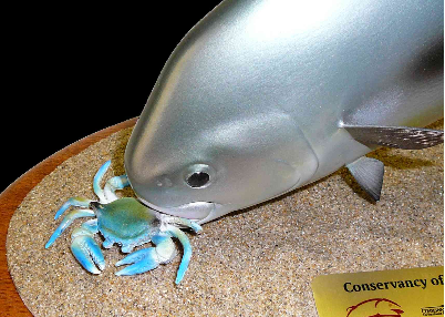 12" Permit Eats a Crab on a Sand Sculpture and Mahogany Base 12" Permit Eats a Crab on a Sand Sculpture and Mahogany Base